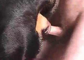 Fucking dog anus in the doggy style pose