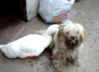 Cute duck is trying to fuck a dog